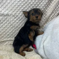 June, a female Yorkshire Terrier for sale in Childress, TX – 4 of 5