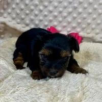 Jonie, a female Yorkshire Terrier for sale in Childress, TX – 2 of 2
