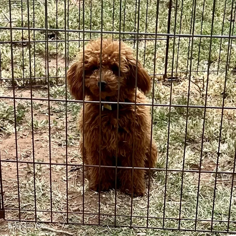 Tiny "Maple" Childress, Tx. – Poodle - Toy  puppy for sale in Childress, TX