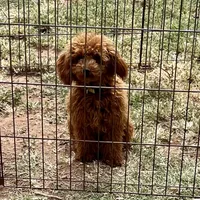 Tiny "Maple" Childress, Tx., a female Poodle - Toy  for sale in Childress, TX – 1 of 4