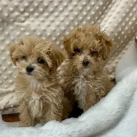 Beth, a female Maltipoo for sale in Childress, TX – Photo 2 of 3