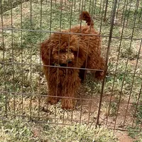 Tiny "Maple" Childress, Tx., a female Poodle - Toy  for sale in Childress, TX – 3 of 4
