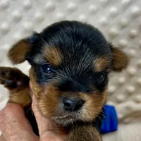 Jake RESERVED, a male Yorkshire Terrier for sale in Childress, TX – 1 of 6