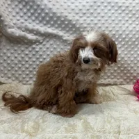 Tiny "Pippi" 4 lb.14ozs.  , a female Maltipoo for sale in Childress, TX – 3 of 3