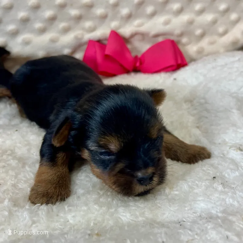 Jenny – Yorkshire Terrier puppy for sale in Childress, TX