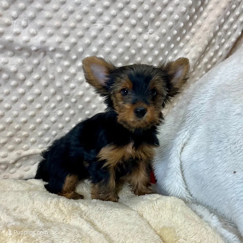 June – Yorkshire Terrier puppy for sale in Childress, TX