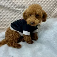 "Rusty" F1b Maltipoo male, a male Maltipoo for sale in Childress, TX – Photo 4 of 6