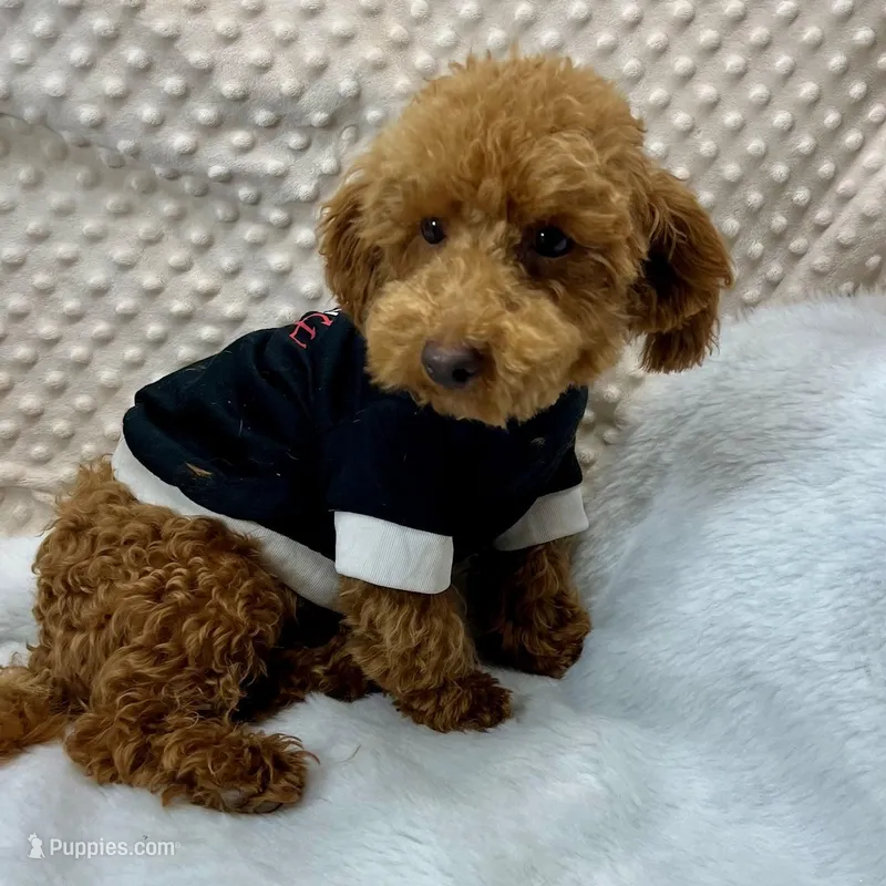 "Rusty" F1b Maltipoo male