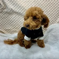 "Rusty" F1b Maltipoo male, a male Maltipoo for sale in Childress, TX – Photo 2 of 6