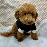"Rusty" F1b Maltipoo male, a male Maltipoo for sale in Childress, TX – Photo 3 of 6