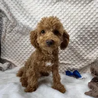 "Rusty" F1b Maltipoo male, a male Maltipoo for sale in Childress, TX – Photo 5 of 6