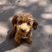"Rusty" F1b Maltipoo male, a male Maltipoo for sale in Childress, TX – Photo 6 of 6