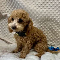 Tiny "Newton" Childress, Tx., a male Maltipoo and Poodle - Toy  for sale in Childress, TX – Photo 2 of 5