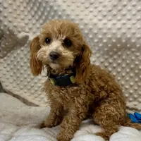 Tiny "Newton" Childress, Tx., a male Maltipoo and Poodle - Toy  for sale in Childress, TX – Photo 5 of 5