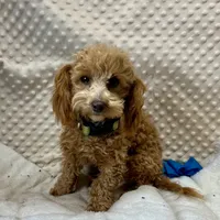 Tiny "Newton" Childress, Tx., a male Maltipoo and Poodle - Toy  for sale in Childress, TX – Photo 1 of 5