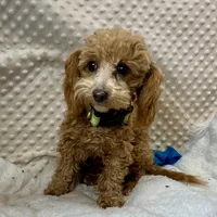 Tiny "Newton" Childress, Tx., a male Maltipoo and Poodle - Toy  for sale in Childress, TX – Photo 4 of 5
