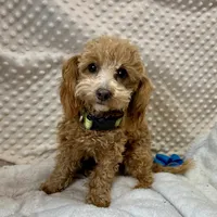 processed/30de8e7f-a6d0-4bd8-ab3d-41117c9336a8/listing/db54063d-27f5-4d22-a3be-e65ae42e71e3/efedaddb-58de-4c46-a69d-fc4f32337e06