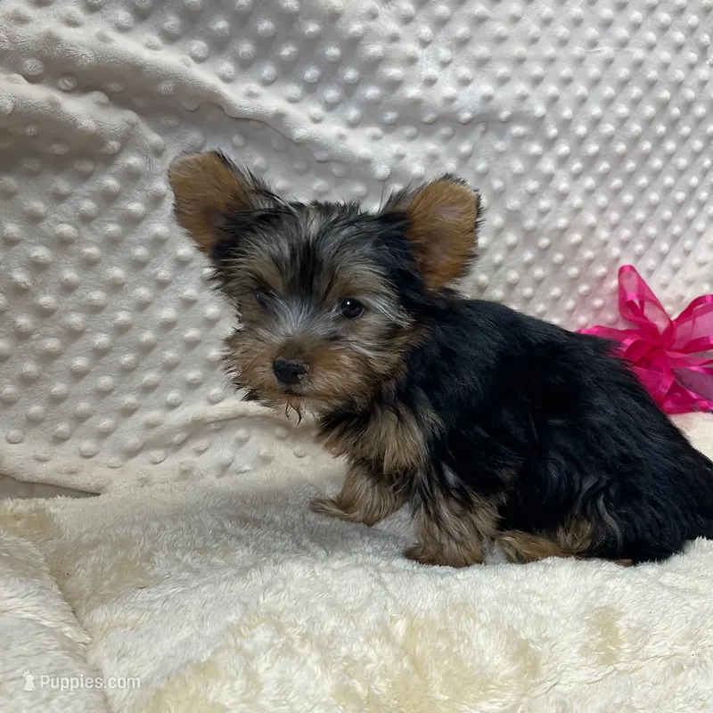 Jenny – Yorkshire Terrier puppy for sale in Childress, TX