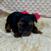 Jonie, a female Yorkshire Terrier for sale in Childress, TX – 1 of 2