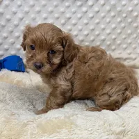 Sweet Tater, a male Maltipoo for sale in Childress, TX – 4 of 4