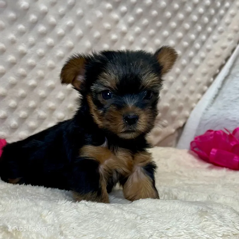 Jenny – Yorkshire Terrier puppy for sale in Childress, TX