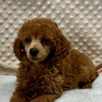 CKC "Poppy" Childres, Tx., a female Poodle - Toy  and Poodle - Miniature  for sale in Childress, TX – Photo 3 of 6