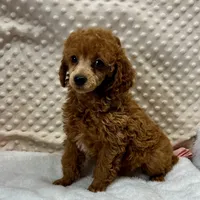 CKC "Poppy" Childres, Tx., a female Poodle - Toy  and Poodle - Miniature  for sale in Childress, TX – Photo 4 of 6