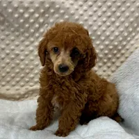 CKC "Poppy" Childres, Tx., a female Poodle - Toy  and Poodle - Miniature  for sale in Childress, TX – Photo 6 of 6
