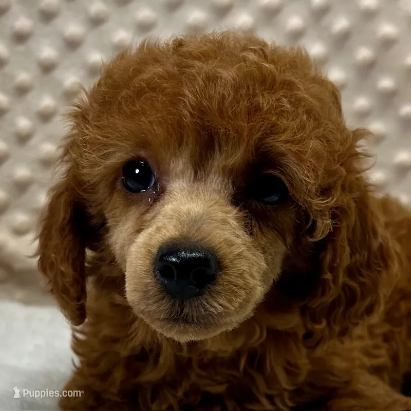 CKC "Poppy" Childres, Tx.