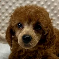 CKC "Poppy" Childres, Tx., a female Poodle - Toy  and Poodle - Miniature  for sale in Childress, TX – Photo 1 of 6
