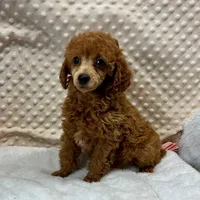 CKC "Poppy" Childres, Tx., a female Poodle - Toy  and Poodle - Miniature  for sale in Childress, TX – Photo 5 of 6