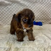 Little Red Bert, a male Yorkipoo and Poodle - Toy  for sale in Childress, TX – 3 of 5