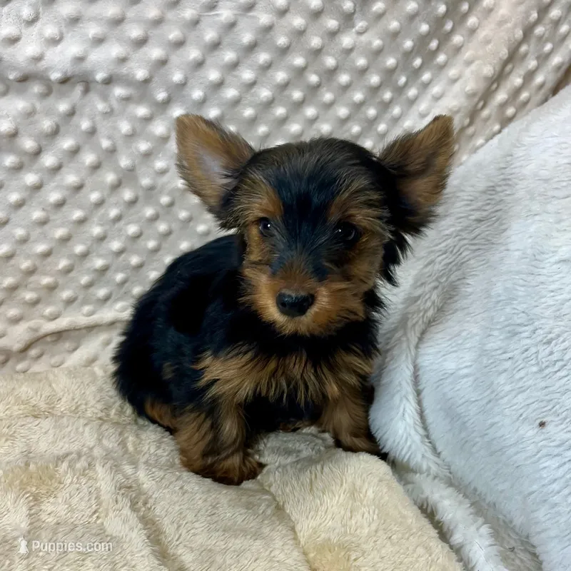 June – Yorkshire Terrier puppy for sale in Childress, TX