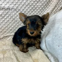 June, a female Yorkshire Terrier for sale in Childress, TX – 1 of 5