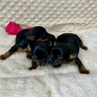 Jenny, a female Yorkshire Terrier for sale in Childress, TX – 3 of 3