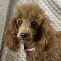 Georgie CKC, a female Poodle - Miniature  for sale in Childress, TX – Photo 4 of 7
