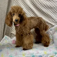 Georgie CKC, a female Poodle - Miniature  for sale in Childress, TX – Photo 3 of 7