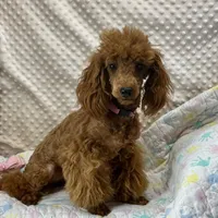 Georgie CKC, a female Poodle - Miniature  for sale in Childress, TX – Photo 6 of 7