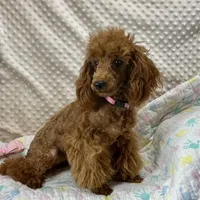 Georgie CKC, a female Poodle - Miniature  for sale in Childress, TX – Photo 7 of 7