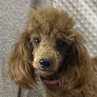 Georgie CKC, a female Poodle - Miniature  for sale in Childress, TX – Photo 5 of 7