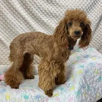 Georgie CKC, a female Poodle - Miniature  for sale in Childress, TX – Photo 1 of 7
