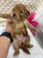 CKC Kate Maltipoo ~RESERVED ~, a female Maltipoo for sale in Childress, TX – Photo 5 of 5