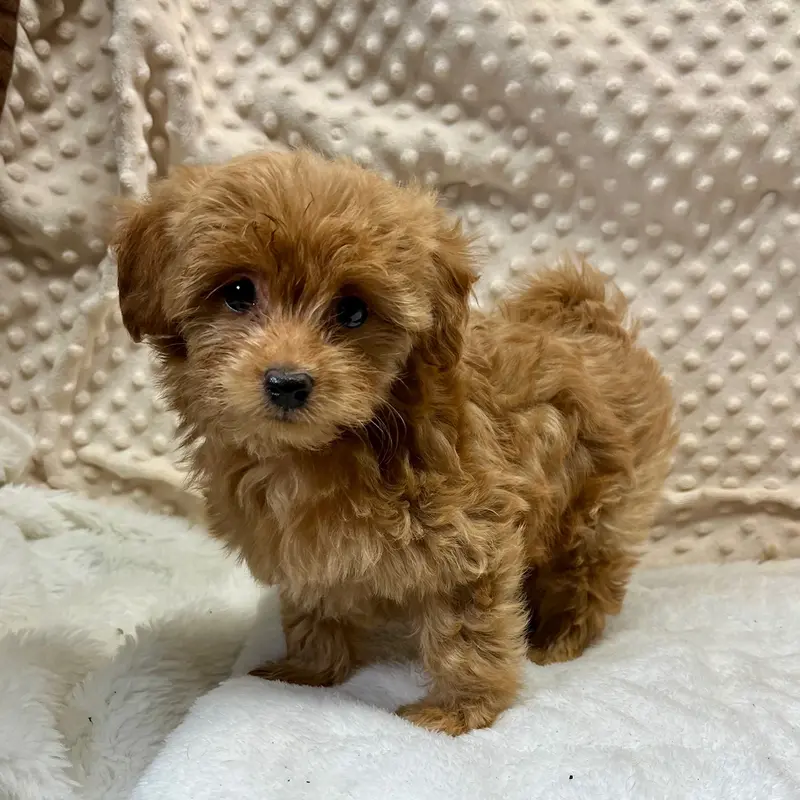 CKC Kate Maltipoo ~RESERVED ~