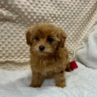 CKC Kate Maltipoo ~RESERVED ~, a female Maltipoo for sale in Childress, TX – Photo 2 of 5