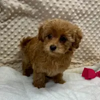 CKC Kate Maltipoo ~RESERVED ~, a female Maltipoo for sale in Childress, TX – Photo 3 of 5