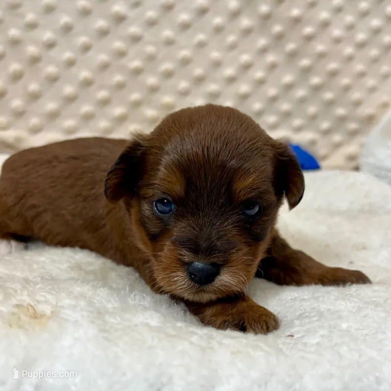 Bert – Yorkipoo puppy for sale in Childress, TX