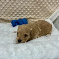 Tate Maltipoo, a male Maltipoo for sale in Childress, TX – Photo 2 of 3