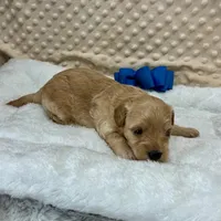 Tate Maltipoo, a male Maltipoo for sale in Childress, TX – Photo 1 of 3