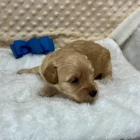 Tate Maltipoo, a male Maltipoo for sale in Childress, TX – Photo 3 of 3