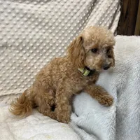 Walter Maltilpoo, a male Maltipoo for sale in Childress, TX – 3 of 5